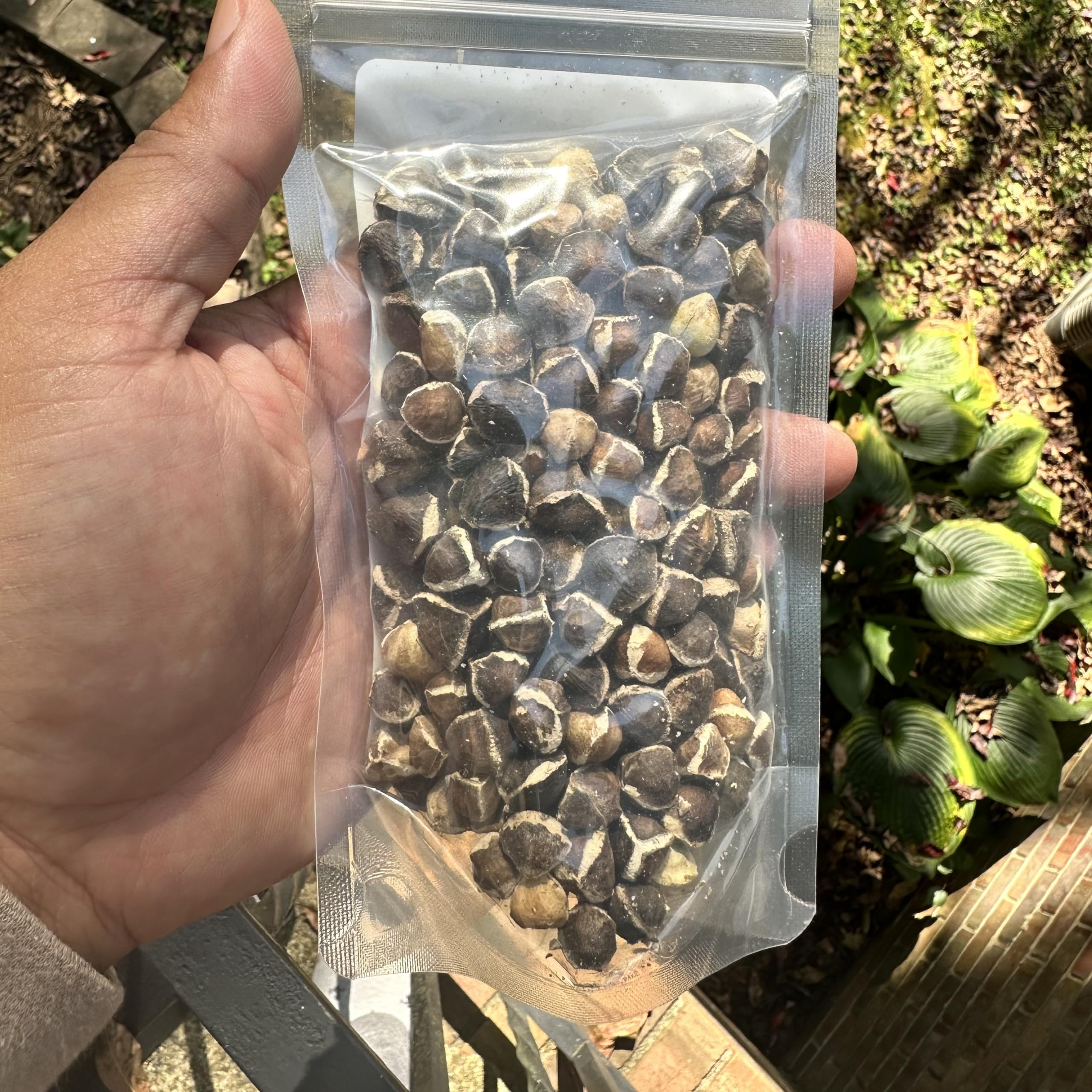 Amazon.com: Jamaican Moringa Seeds 2oz, Wildcrafted, Handpicked